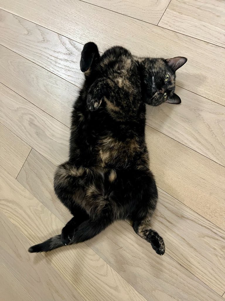 Nola — the real cat — lying belly-up on a wooden floor